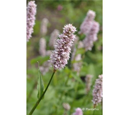 Bistorta officinalis (Syn. Polygonum bistorta) Bistorta officinalis (Syn. Polygonum bistorta)