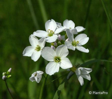 Cardamine trifolia