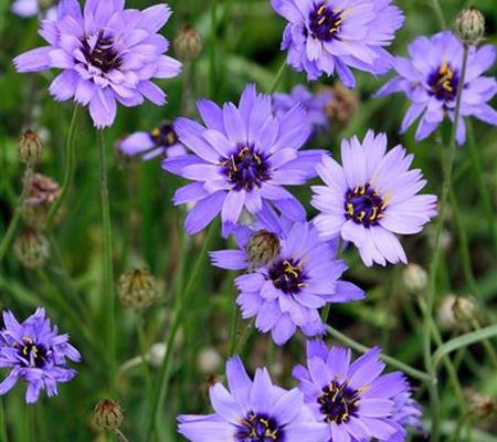Catananche caerulea