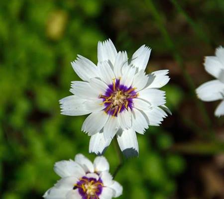 Catananche caerulea 'Alba'