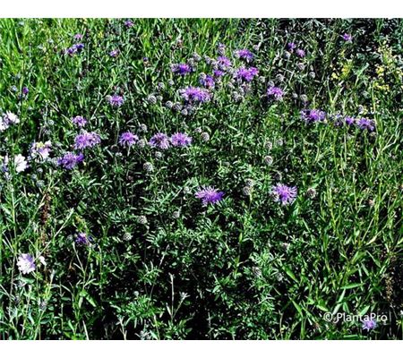 Centaurea scabiosa Centaurea scabiosa