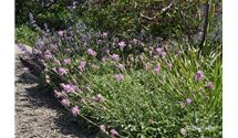 Flockenblume