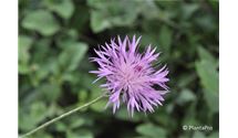 Flockenblume