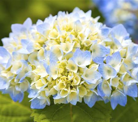 Hortensienarten und ihre wundervollen Eigenschaften Hortensienarten und ihre wundervollen Eigenschaften