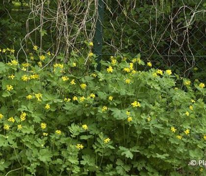 Chelidonium majus