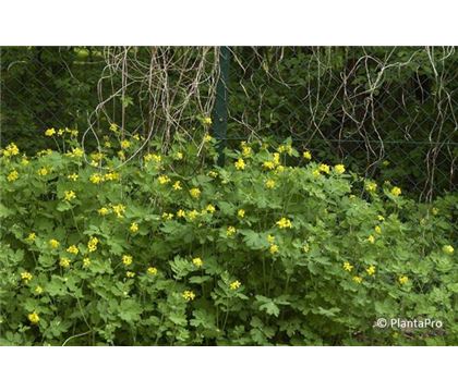 Chelidonium majus Chelidonium majus