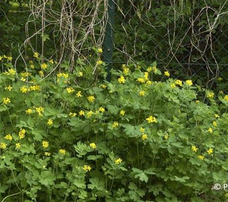 Chelidonium majus