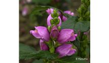 Schildblume, Schlangenkopf