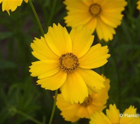 Coreopsis grandiflora 'Badengold'