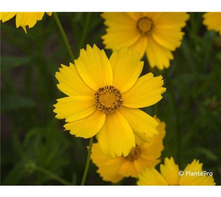 Coreopsis grandiflora 'Badengold'