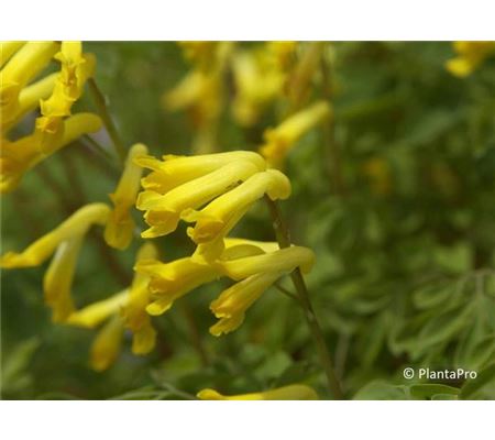 Corydalis lutea Corydalis lutea