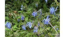 Blauer Lerchensporn