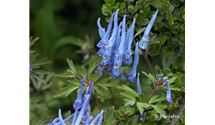 Blauer Lerchensporn