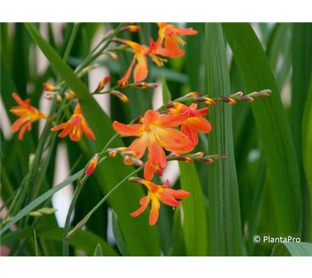 Crocosmia 'Carmine Brilliant' Crocosmia 'Carmine Brilliant'