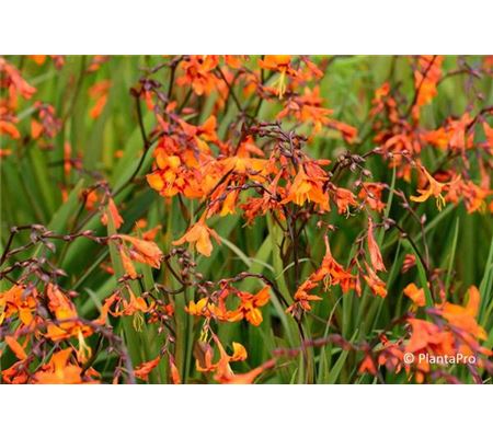 Crocosmia 'Emily McKenzie' Crocosmia 'Emily McKenzie'