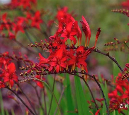 Crocosmia 'Lucifer'