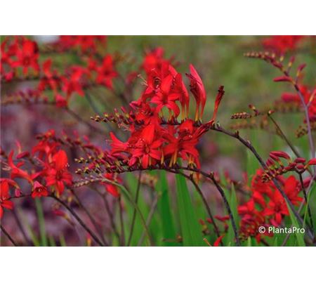 Crocosmia 'Lucifer' Crocosmia 'Lucifer'