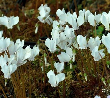 Cyclamen hederifolium 'Perlenteppich'