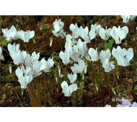 Cyclamen hederifolium 'Perlenteppich' Cyclamen hederifolium 'Perlenteppich'