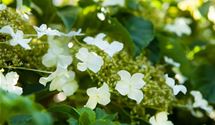 Kletterhortensie
