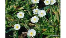 Mittagsblümchen