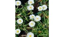 Mittagsblümchen