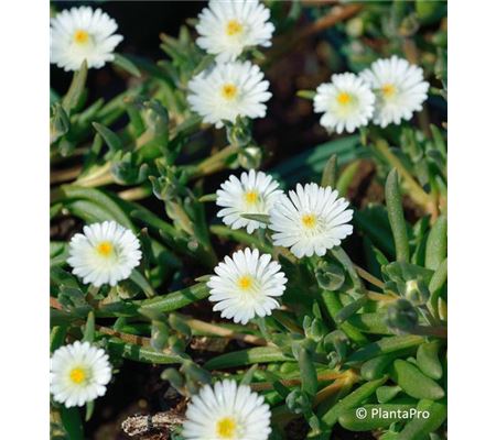 Delosperma Jewel of Desert 'Moonstone'