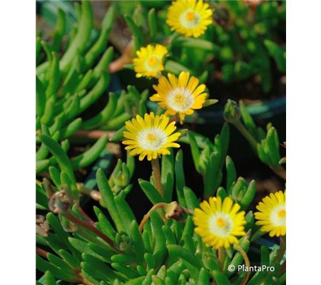 Delosperma Jewel of Desert 'Peridot'