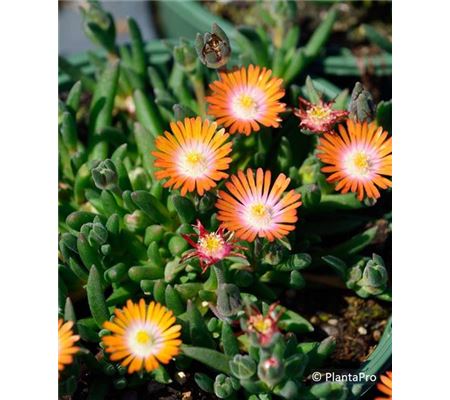 Delosperma Jewel of Desert 'Topaz'