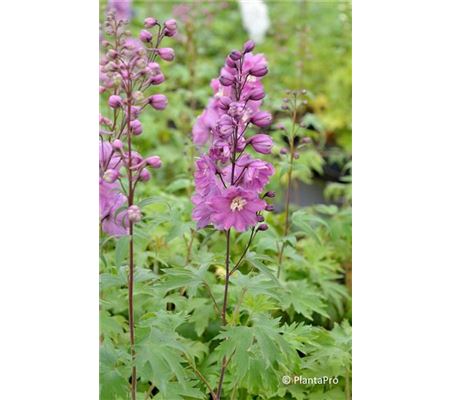 Delphinium 'Astolat' Delphinium 'Astolat'