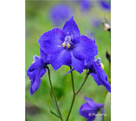 Delphinium 'Atlantis' Delphinium 'Atlantis'