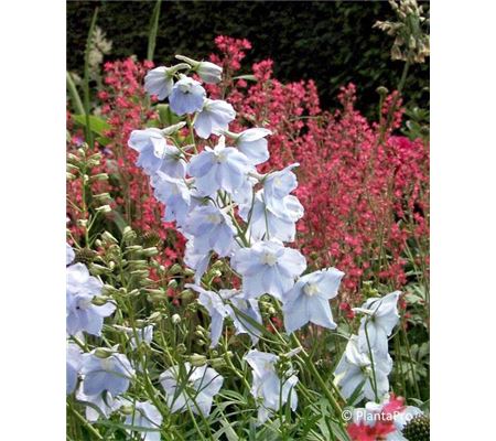 Delphinium 'Ballkleid'