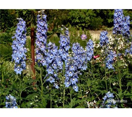Delphinium 'Berghimmel'