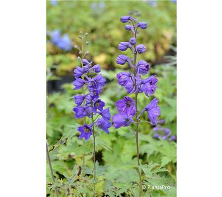 Delphinium 'Black Knight'