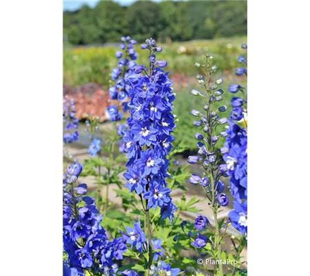 Delphinium 'Blue Bird'