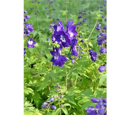 Delphinium 'King Arthur'