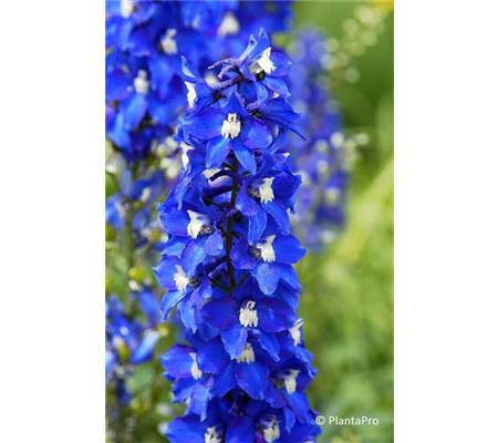 Delphinium 'Lanzenträger'