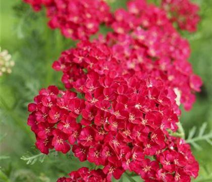 Achillea millefolium 'T.F. Pomegranate'