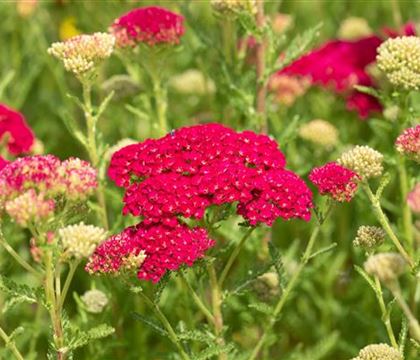 Achillea millefolium 'Pomegranate'