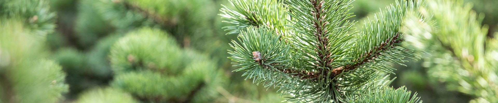 GS643569.jpg GS643569.jpg