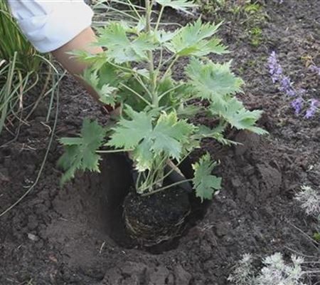 Rittersporn - Einpflanzen im Garten