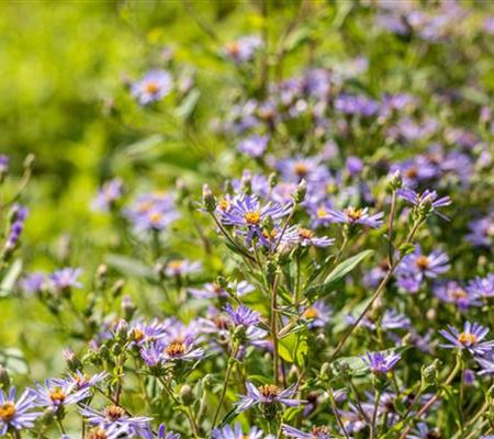 Aster x herveyi 'Twilight'