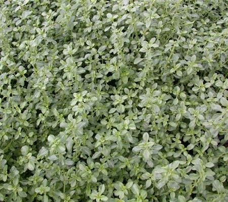 Thymus citriodorus (x) 'Silver Queen' Thymus citriodorus (x) 'Silver Queen'
