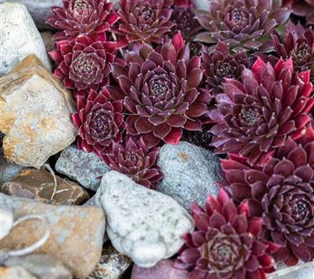 Sempervivum x cultorum 'Othello'