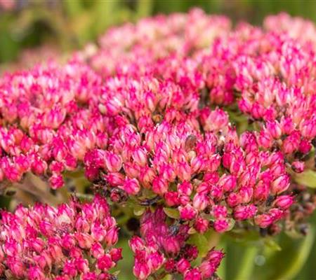Sedum 'Herbstfreude'