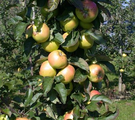 Die Streuobstwiese – Gesundheit zum Selberpflücken Die Streuobstwiese – Gesundheit zum Selberpflücken