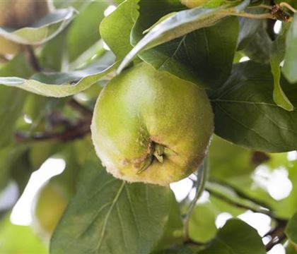 Cydonia (Quitte) 'Cydora Robusta'