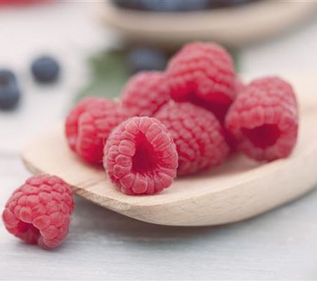 Rubus 'Meeker' Rubus 'Meeker'