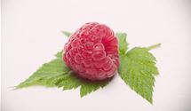 Rubus 'Himbo-Top' (R)