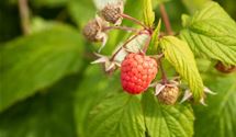 Rubus 'Autumn Bliss'